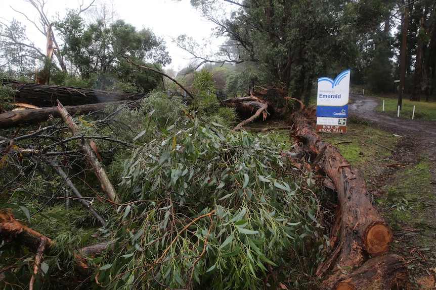 A fallen large tree near the sign that says Welcome to Emerald 