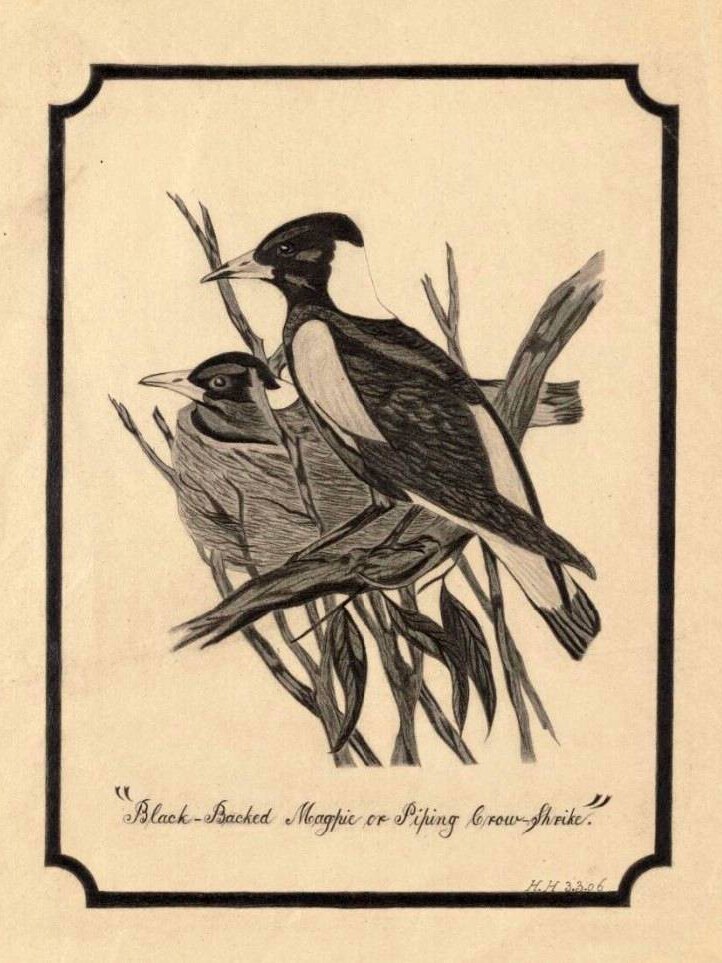 A sketch of black-back magpies.