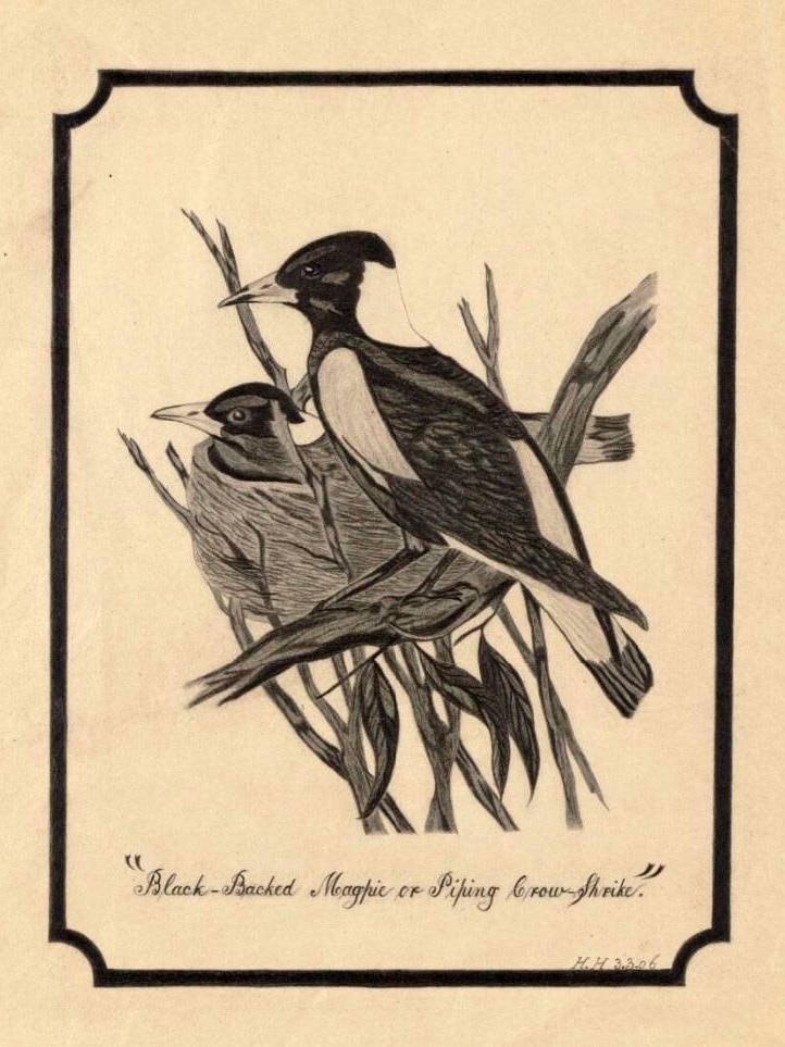 A sketch of black-back magpies.