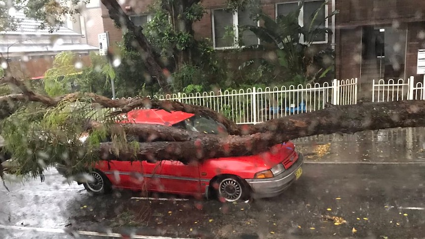 A tree crushes red car parked in Sydney street during storms as camera lens is partially obscured by raindrops.