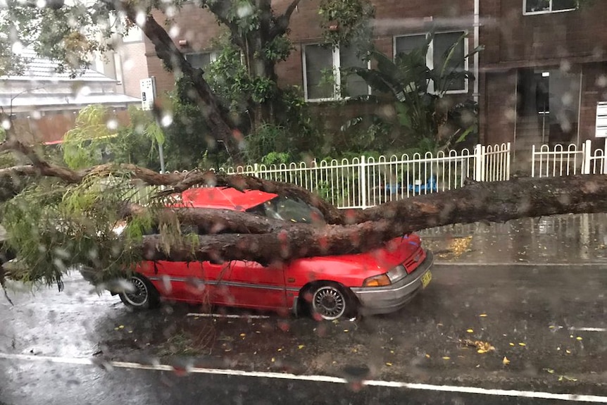 A tree crushes red car parked in Sydney street during storms as camera lens is partially obscured by raindrops.