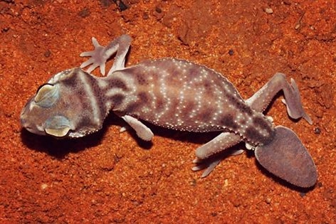 A smooth Knob-tailed Gecko sitting on the red outback dirt.