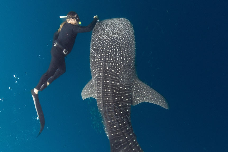 Man in diving gear swimming next to whale shark.