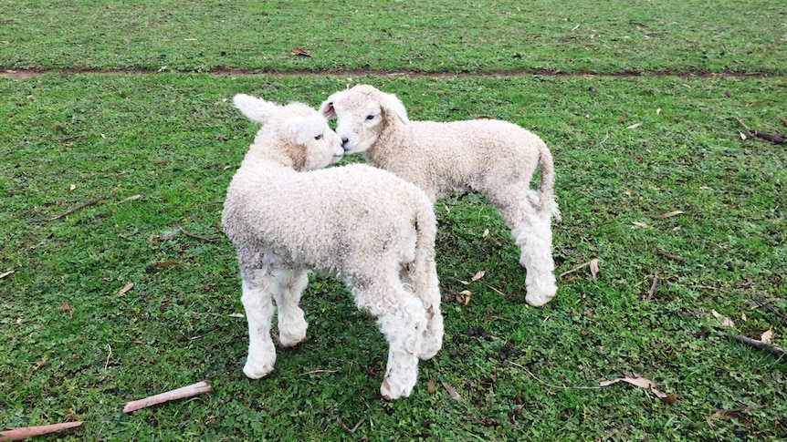 English Leicester lambs