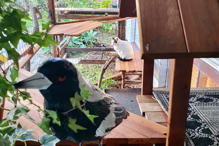 View of cat enclosure outside home with white cat sitting in the background and model bird in the foreground