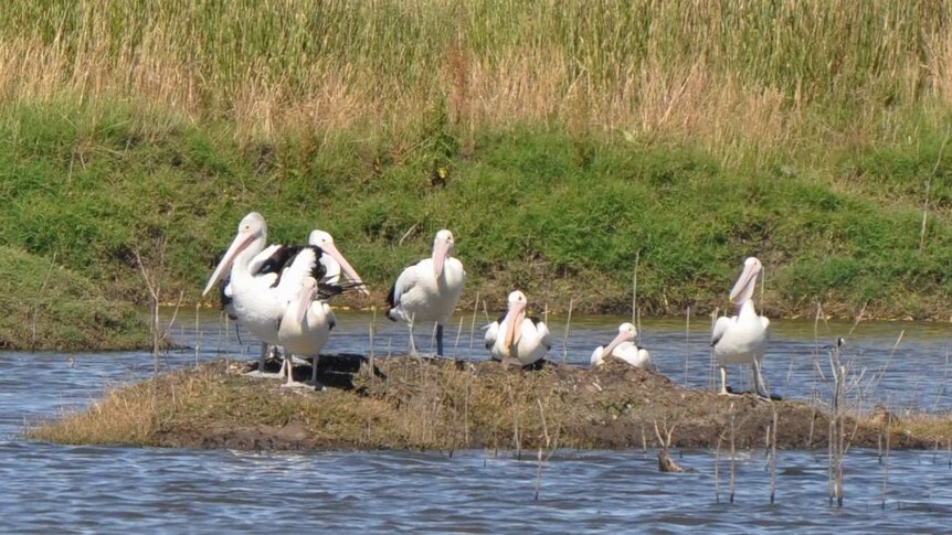 Pelicans standing on an island in wetlands