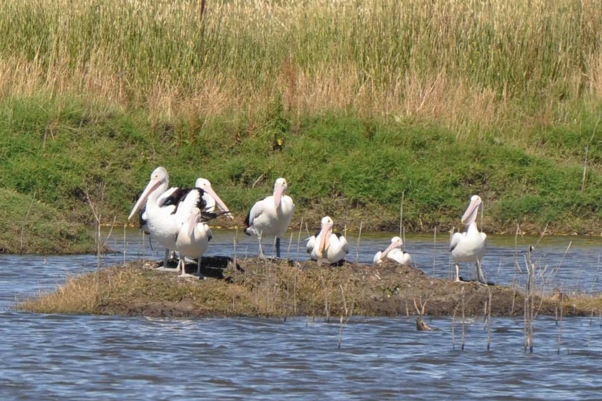Pelicans standing on an island in wetlands