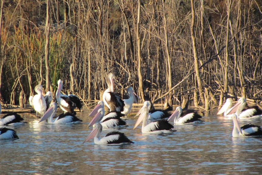 Birds at Ducksfoot Lagoon near Mildura
