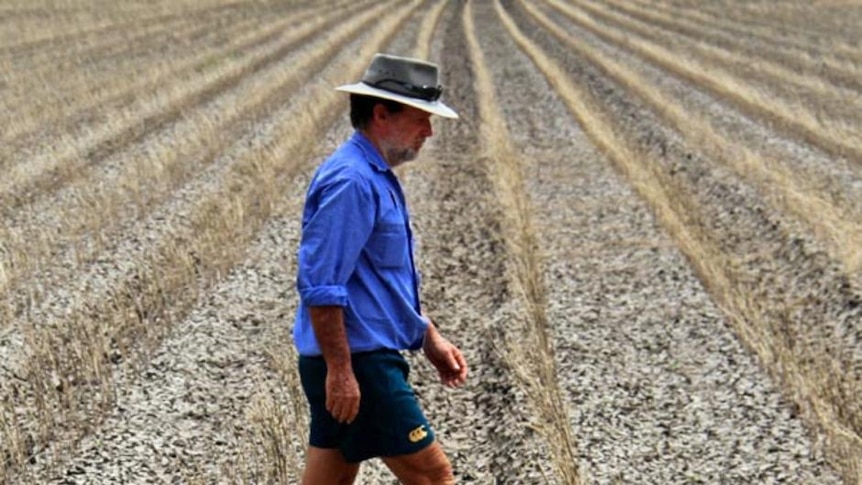 Farmer Trevor Brownlie inspects his ruined cotton crop at Theodore in central Qld