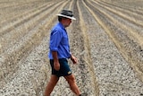 The Qld Government says its strategic cropping laws will create more certainty for landholders.