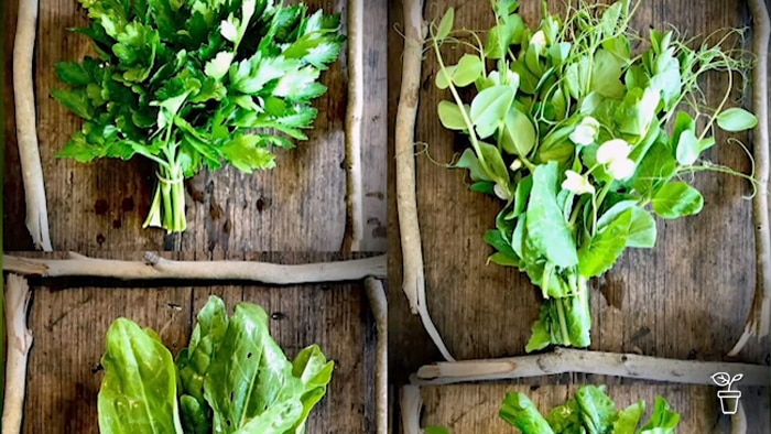 Bunches of leafy green herbs and produce on a timber table with sticks around each bunch