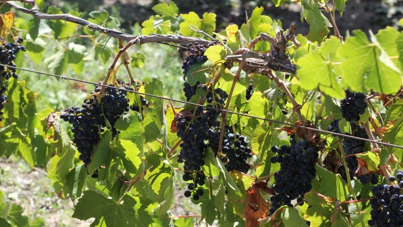 Turning shiraz into a sparkling wine