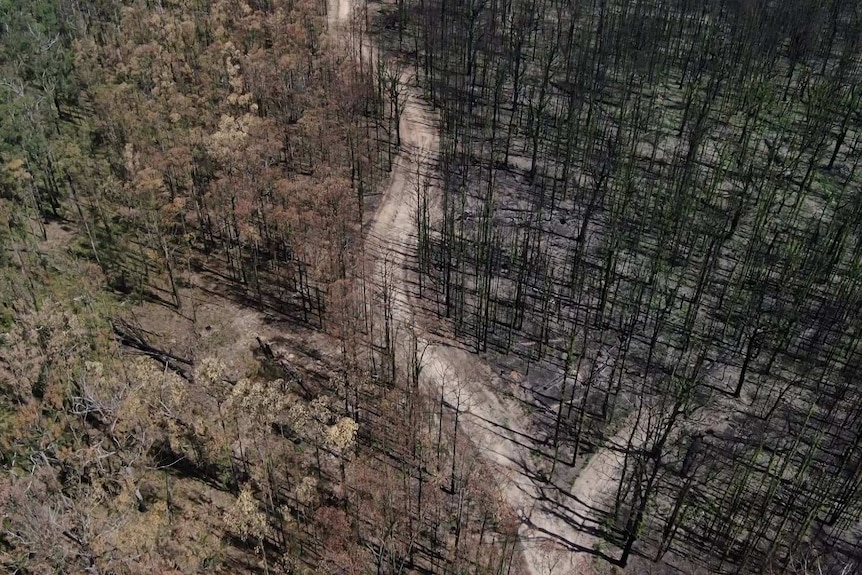 Burnt forest in East Gippsland with unburnt forest beyond a road.