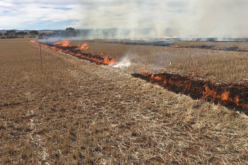A strip of fire is burning with a gap of non-burning crop in the middle