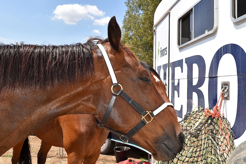 A standardbred horse chewing on some hay.