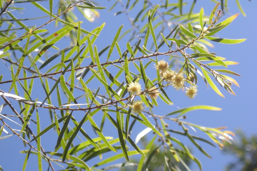 A wattle plant with spaced-out green leaves and a fuzzy golden flower sways in the wind.