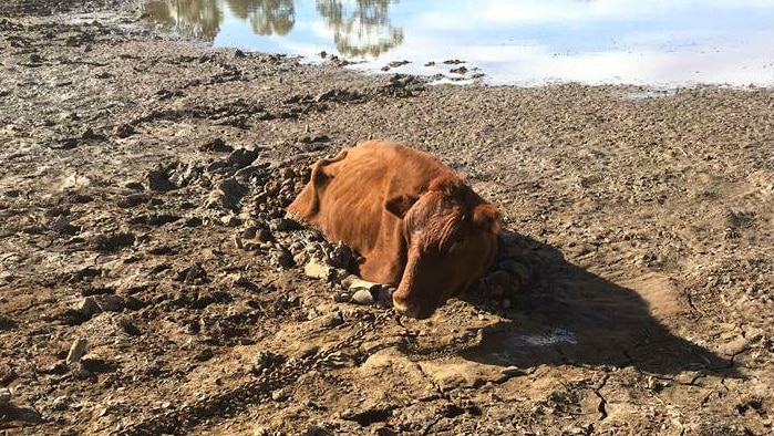 Red cow bogged up to the stomach in mud.