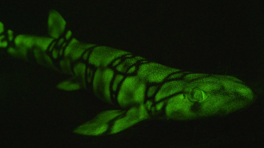 Bioflourescent chain catshark