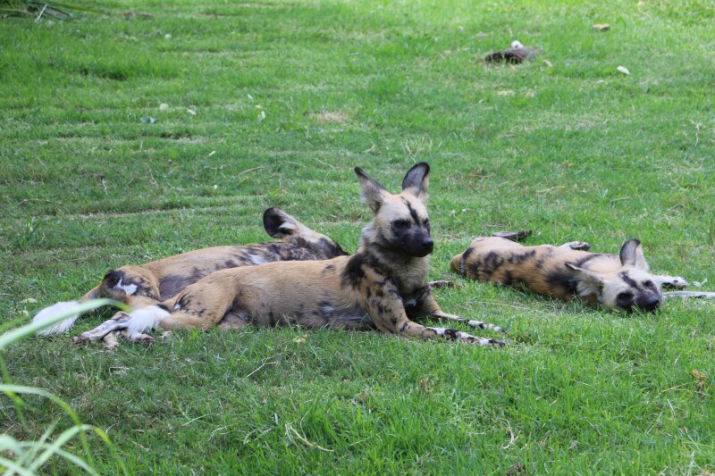 African painted dog Perth zoologist devotes his life to saving