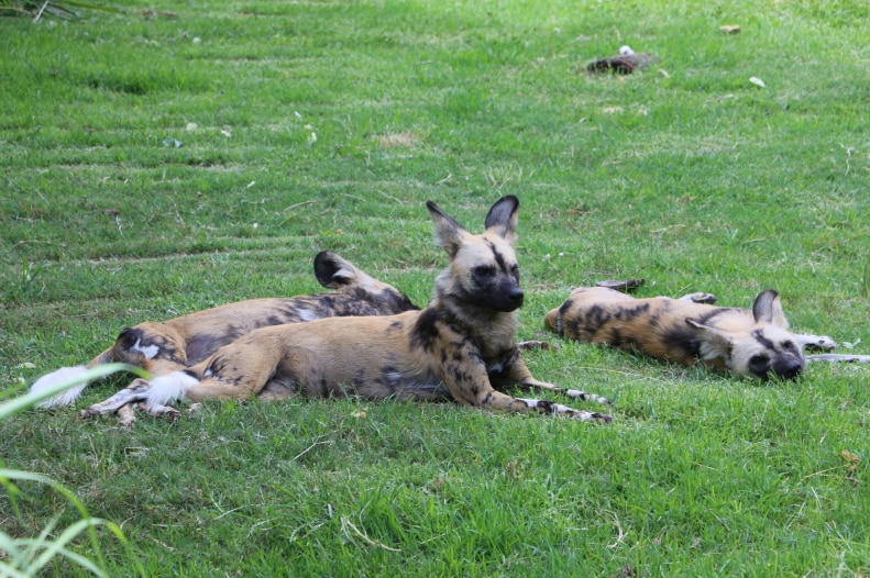 Painted dogs at Perth Zoo.