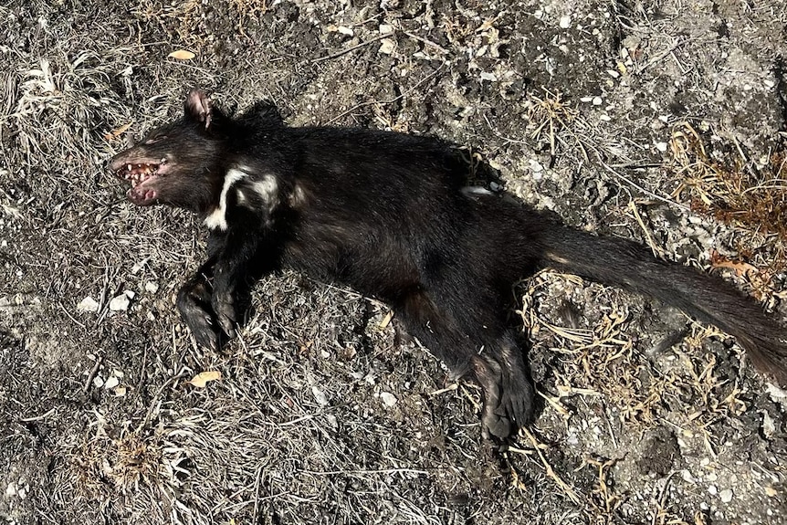 A dead Tasmanian devil on the side of a road.