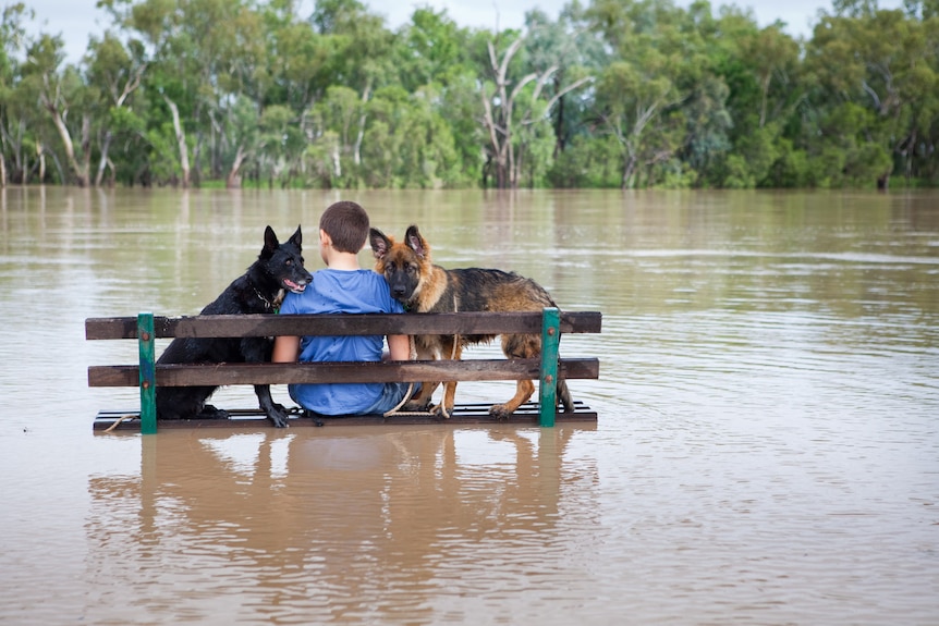 A boy shares a bench with two dogs as floodwaters rise in St George