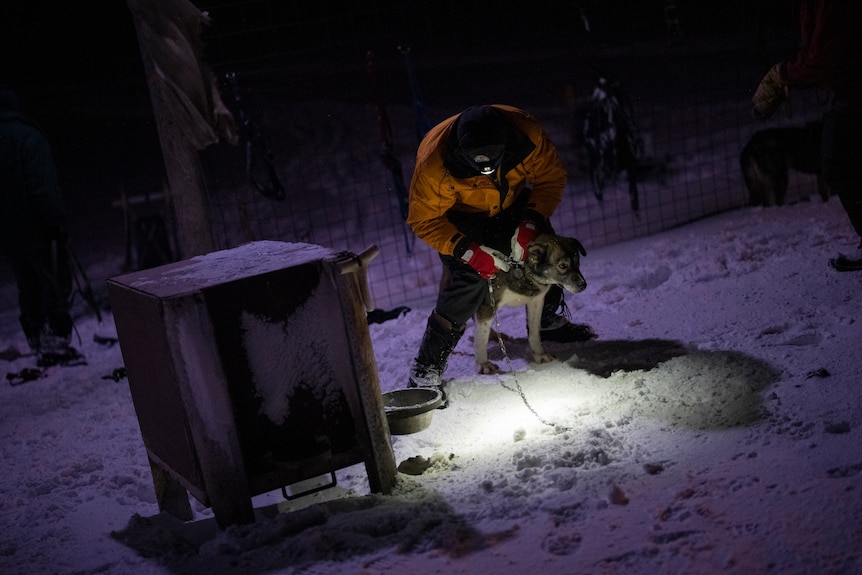 A man wearing a headlamp clips a chain to a dog outside its hut