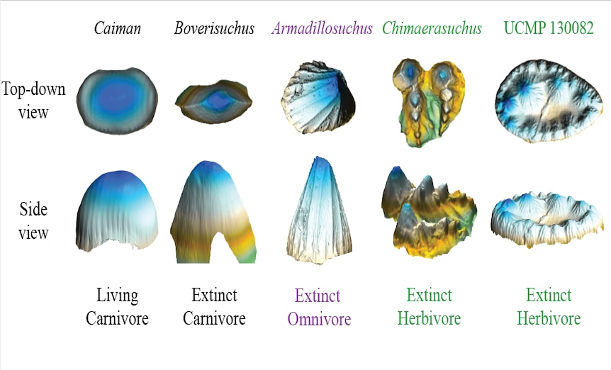 Diagrams of ancient croc teeth showing complexity correlating with herbivory