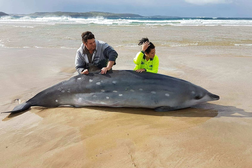 A small grey whale beached with two people tending to it.