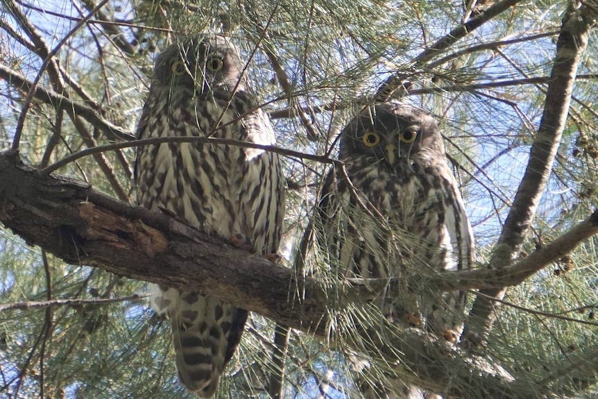 Pair of barking owls sitting on a tree