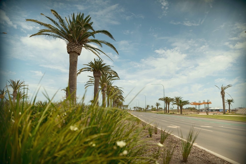A boulevard lined with palm trees.