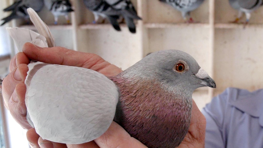 A pigeon fancier handles one of his birds