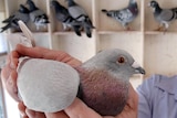 A pigeon fancier handles one of his birds