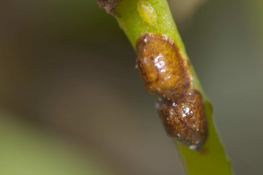 A macro image of scale on the stem of an indoor plant, the pest can be harder to spot with its brown exterior.
