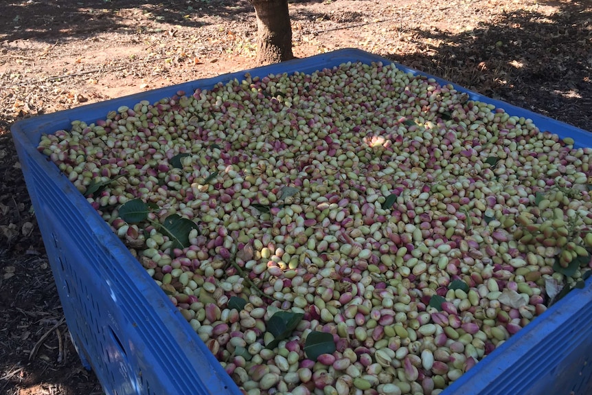 Pistachios in harvest bin.