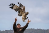 Juvenile white-bellied sea eagle being released into wild by Craig Webb, Tasmania, April 2020.