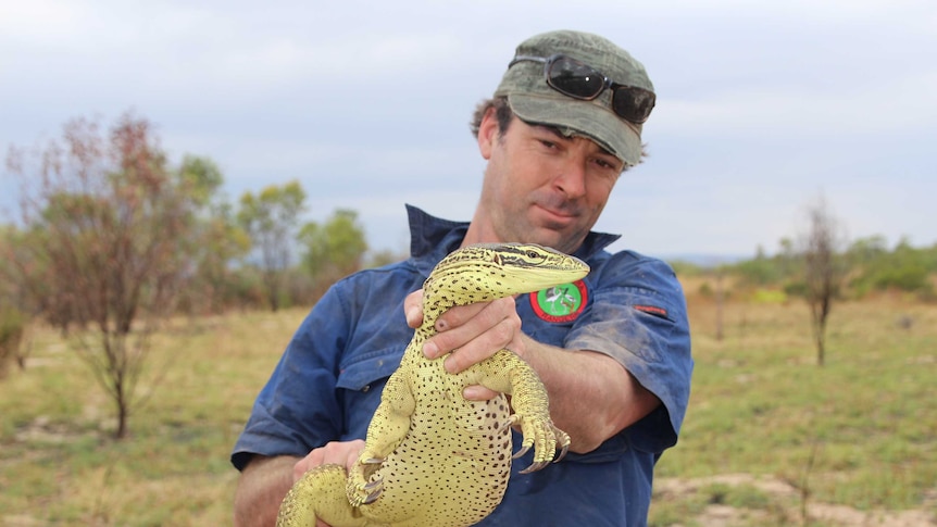 Bid to save goannas from toads