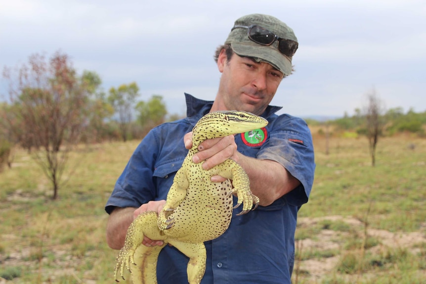 Bid to save goannas from toads