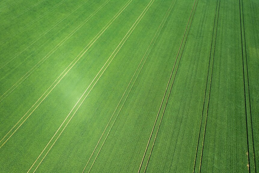 A green crop from above.