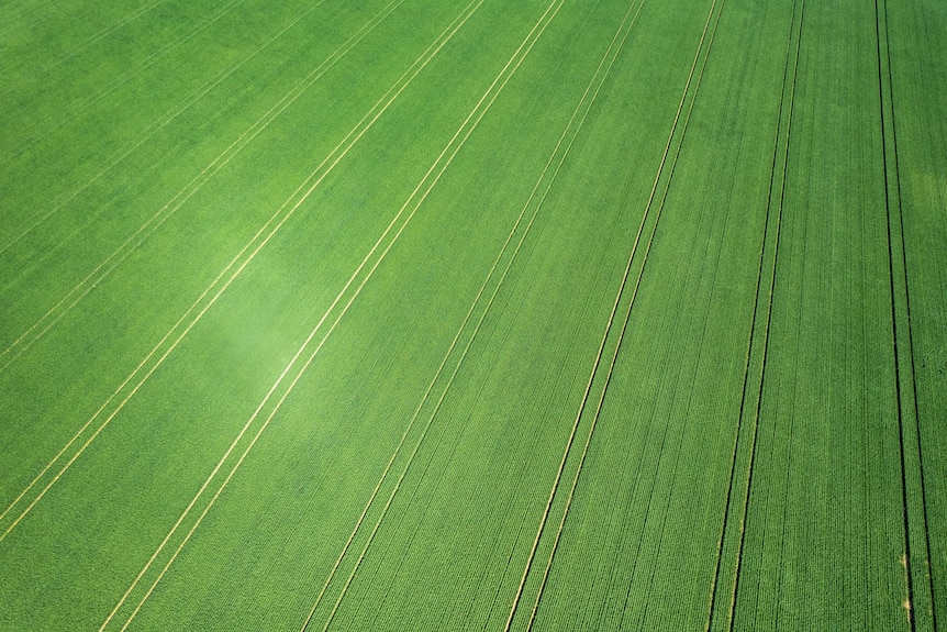 A green crop from above.