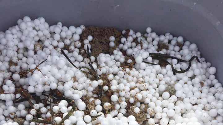 A close up of polystyrene balls in a bucket which has been picked up off the beach.