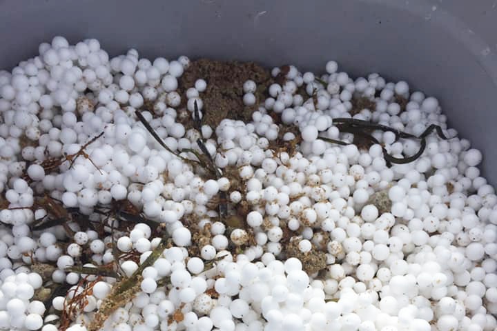 A close up of polystyrene balls in a bucket which has been picked up off the beach.