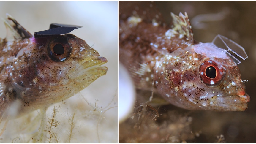 Yellow Black-headed Triplefin fish have tiny clear or dark hats attached for an experiment.