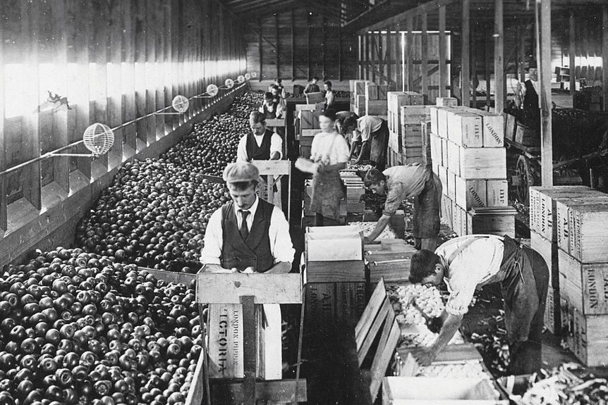 Black and white archive image of workers packing and grading apples in wood beamed warehouse