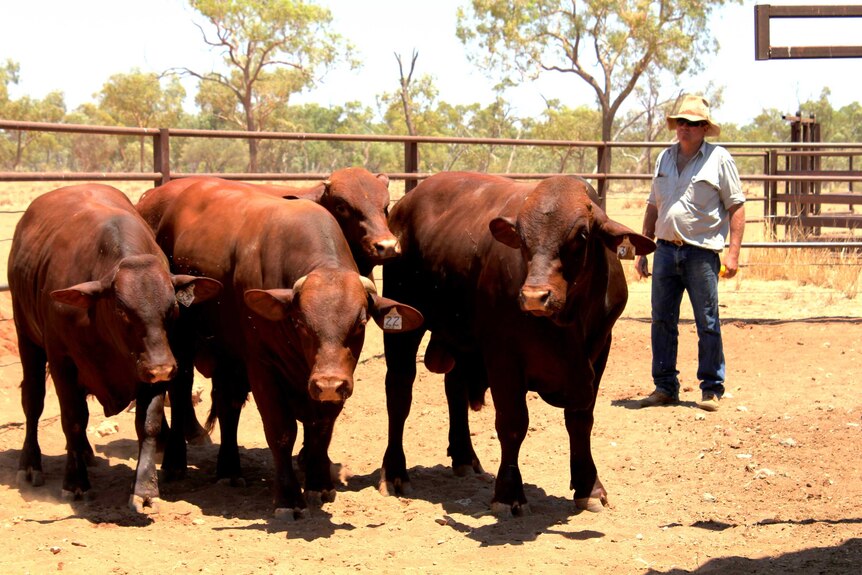A close shot of three redish brown Sanata Gertrudis bulls in yards on a sunny day. Cattleman Chris Knott is beside the bulls.