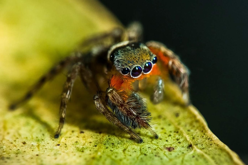 A close-up of a tiny jumping spider on a leaf with red colouring on its face.