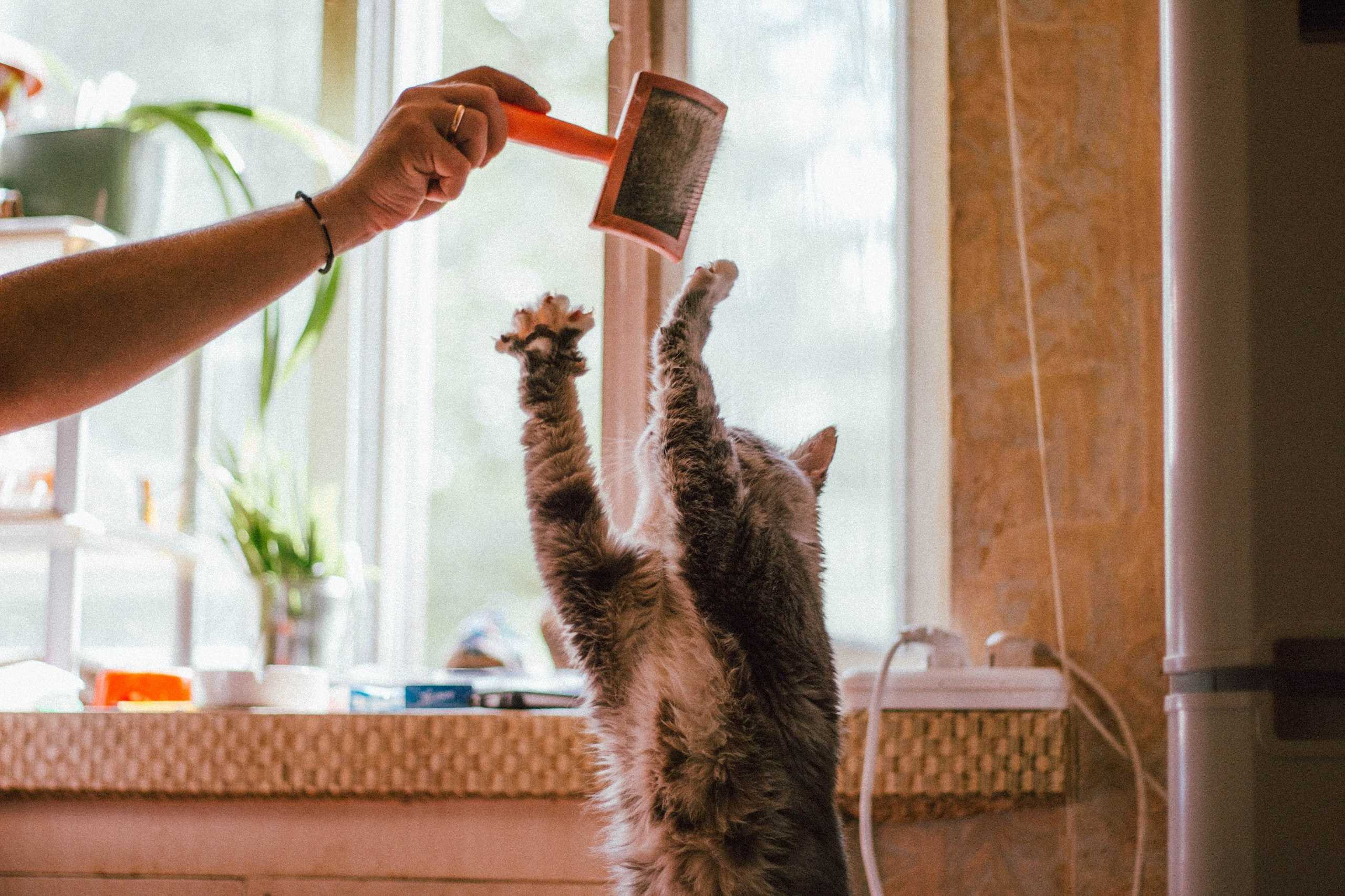 How to keep your cat healthy and happy indoors ABC Everyday