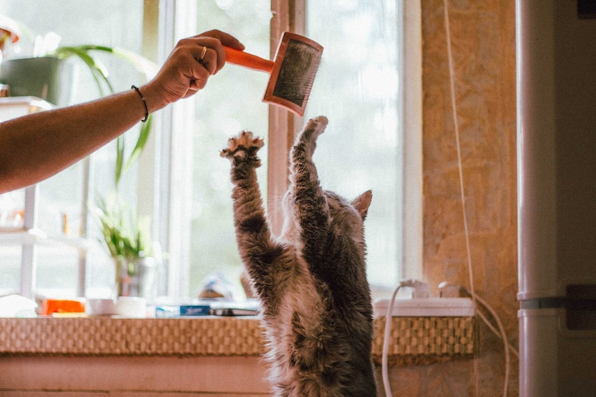A woman's hand is holding a brush in the air, and a tabby cat reaches up with both front paws to reach the brush.