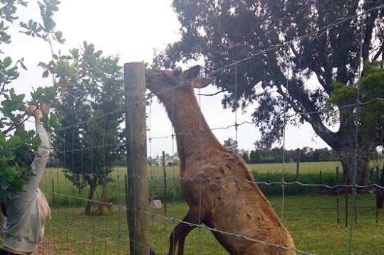 A deer jumps against a wire fence.
