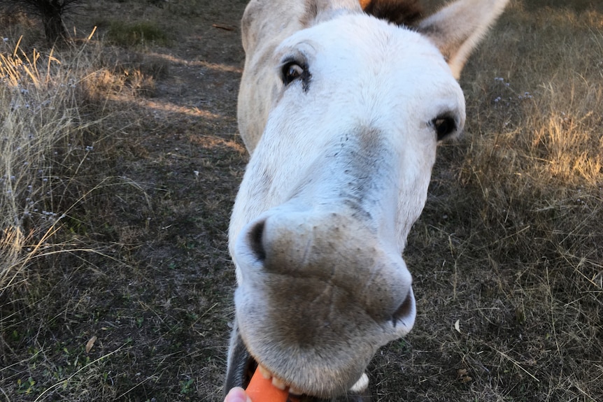 Tully the donkey with a carrot in his mouth.